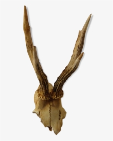 Roe Deer Trophy   Src Https - Deer, HD Png Download, Transparent PNG